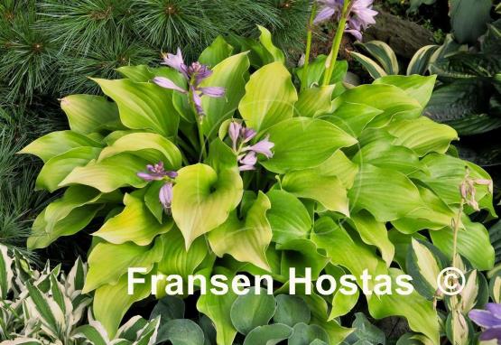 Hosta Nancy