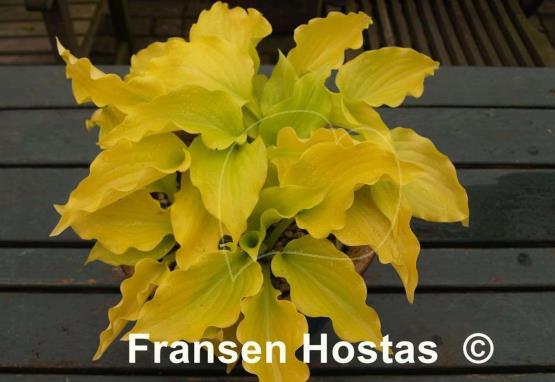 Hosta Nancy