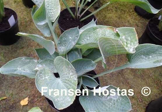 Hosta Nate the Great