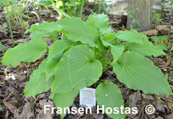 Hosta Navajo