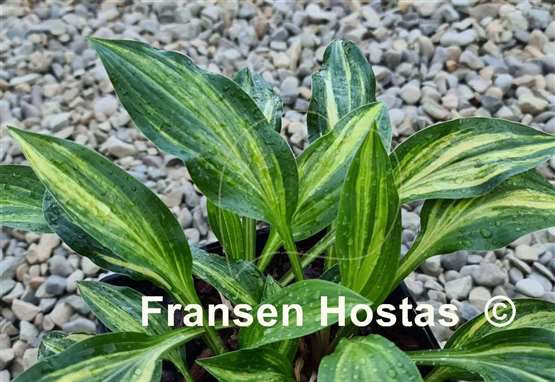 Hosta Neat Splash