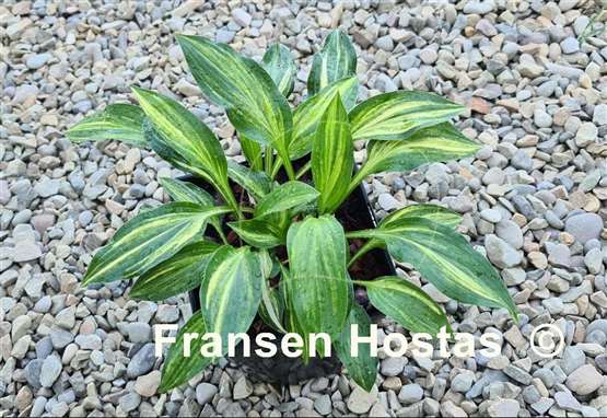 Hosta Neat Splash