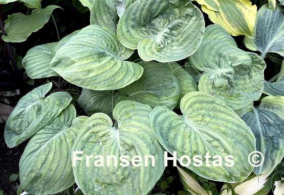 Hosta Neat and Tidy