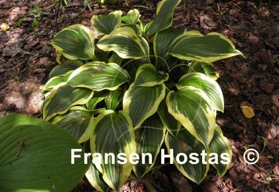 Hosta Neat Splash Rim