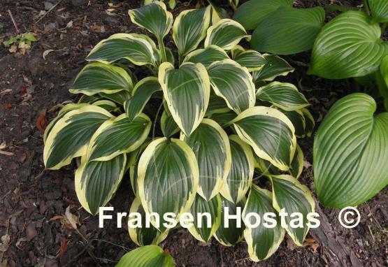 Hosta Neat Splash Rim