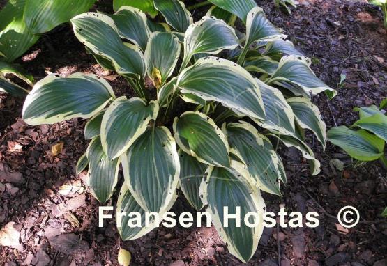 Hosta Neat Splash Rim