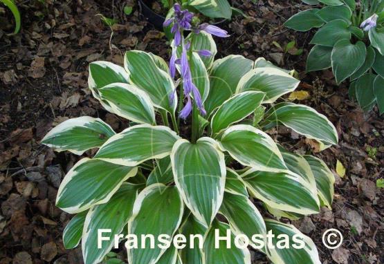 Hosta Neat Splash Rim