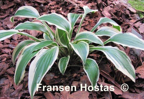 Hosta Neat Splash Rim