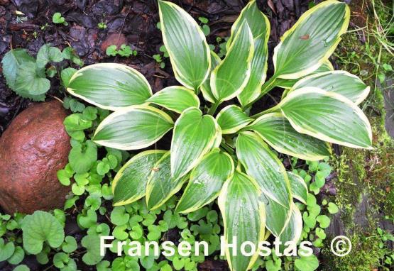 Hosta Neat Splash Rim