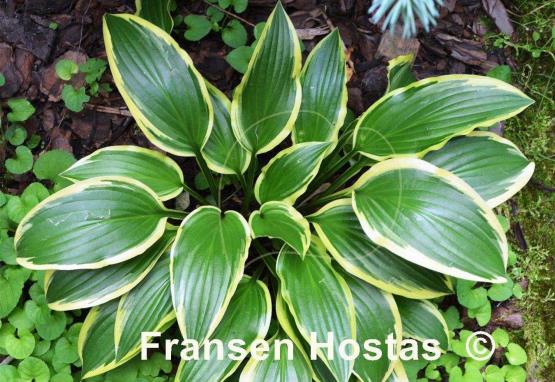 Hosta Neat Splash Rim