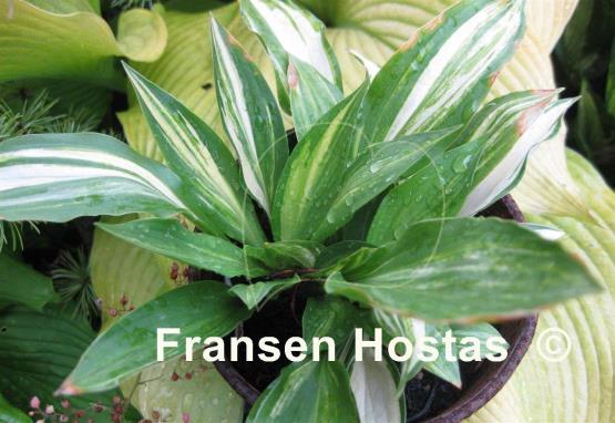 Hosta Neat Splash