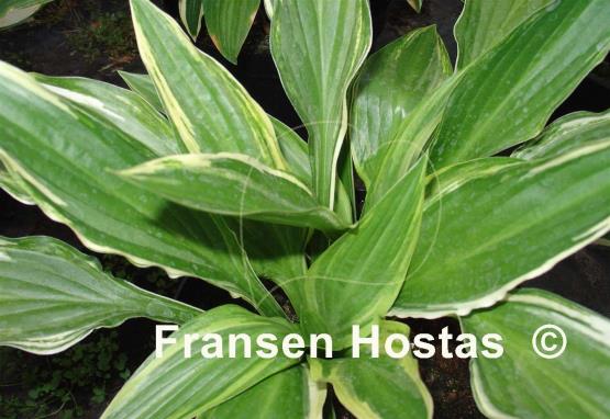 Hosta Neat Splash