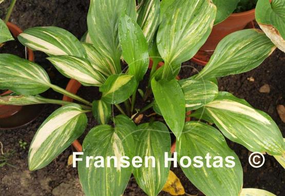 Hosta Neat Splash
