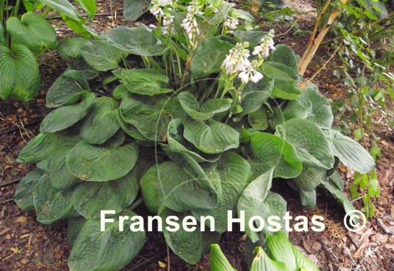 Hosta Neat and Tidy
