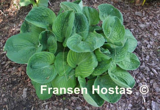 Hosta Neat and Tidy