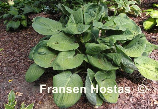 Hosta Neat and Tidy