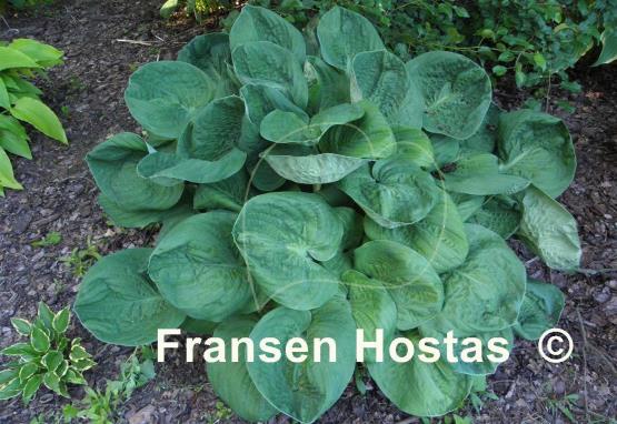 Hosta Neat and Tidy