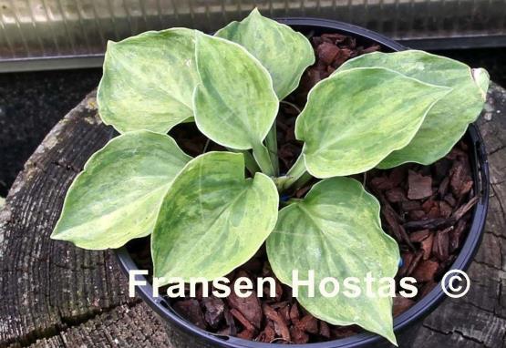 Hosta Needlepoint