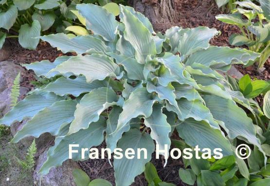 Hosta%20Neptune-photo-made-by-Roman-Mleko-31.jpg