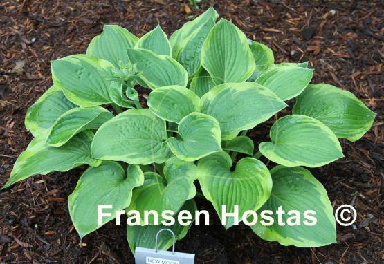 Hosta New Moon