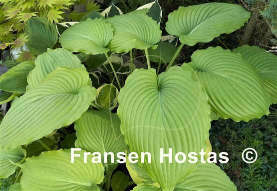 Hosta Niagara Falls