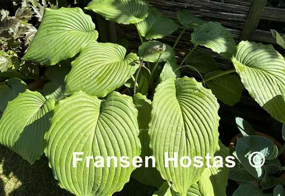 Hosta Niagara Falls