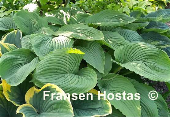 Hosta Niagara Falls