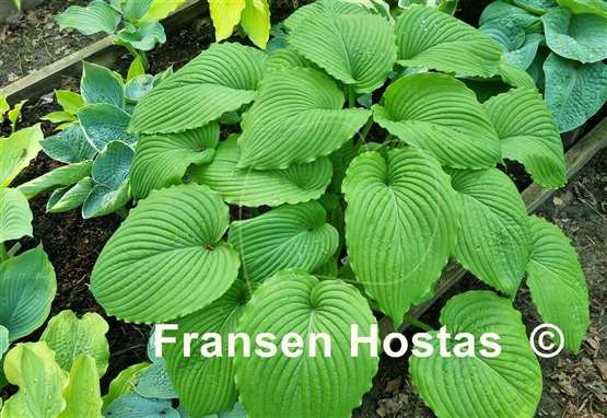 Hosta Niagara Falls