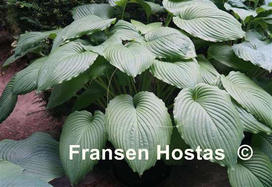 Hosta Niagara Falls