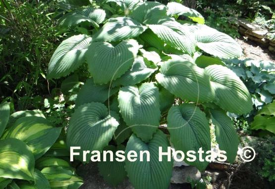 Hosta Niagara Falls