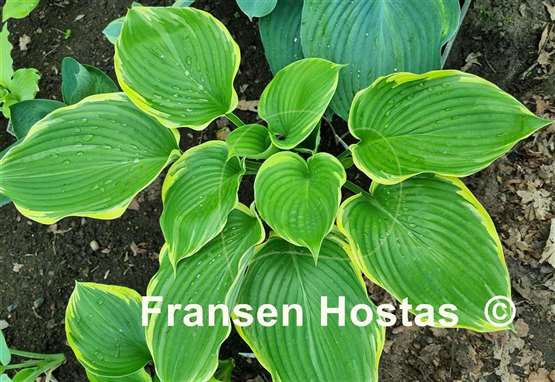 Hosta Nicky Sue Axmear