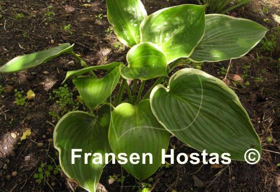 Hosta Nicky Sue Axmear