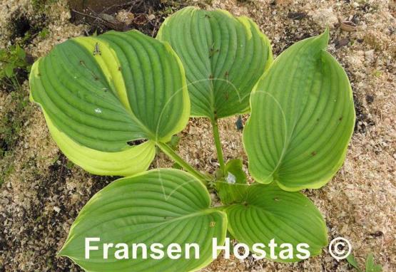 Hosta Nicky Sue Axmear