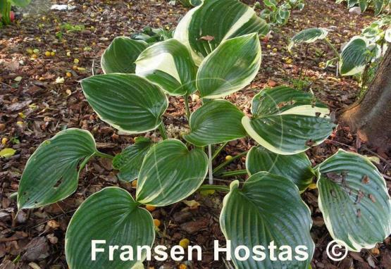 Hosta Nicky Sue Axmear