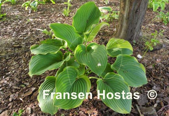 Hosta Nicky Sue Axmear