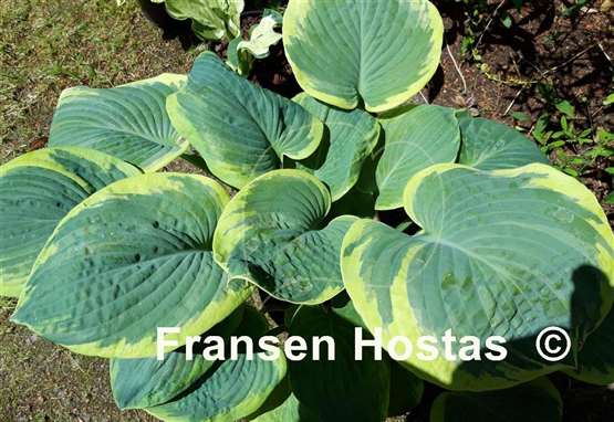 Hosta Nifty Fifty