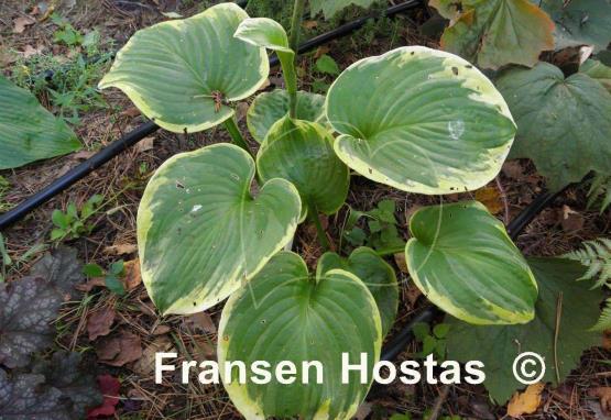 Hosta Nifty Fifty