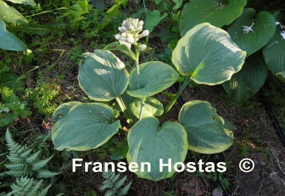 Hosta Nifty Fifty