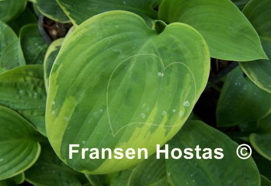 Hosta Nifty Fifty