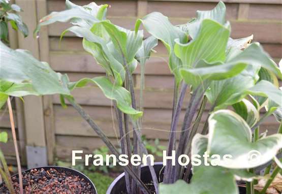 Hosta Night Flight