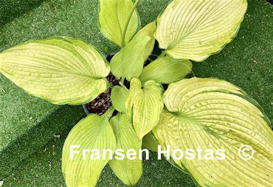 Hosta Night Shift
