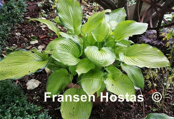 Hosta Night Shift