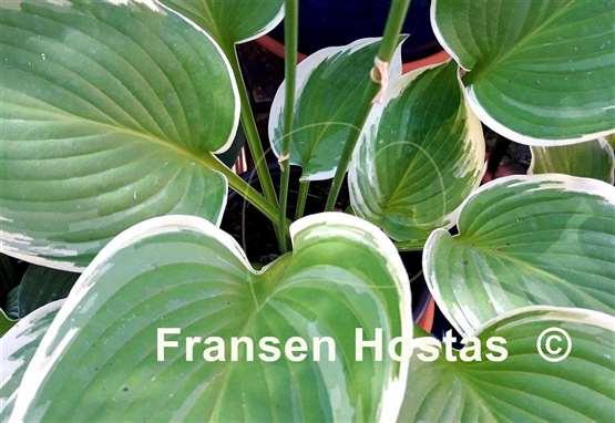 Hosta Night at the Opera