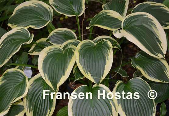 Hosta Night at the Opera