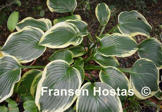Hosta Night at the Opera