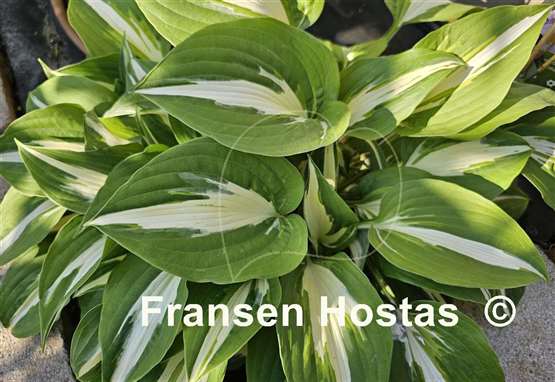Hosta Night before Christmas
