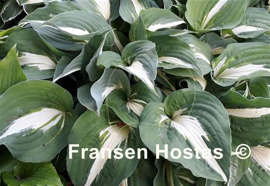 Hosta Night before Christmas