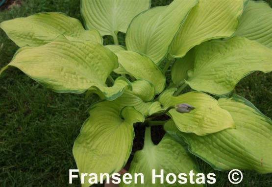 Hosta Night Shift