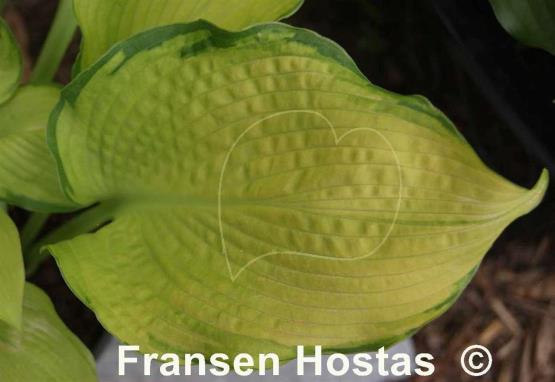 Hosta Night Shift