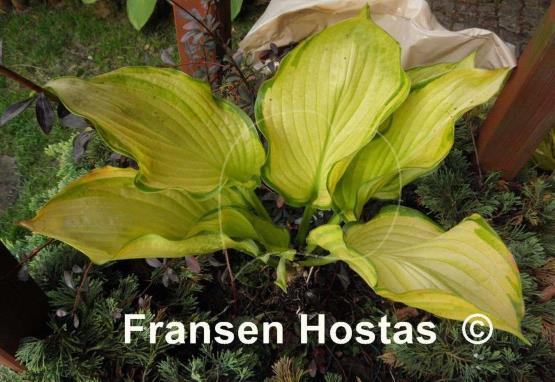 Hosta Night Shift